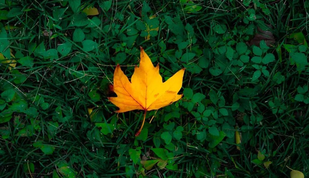 2025新澳门免费原料大全